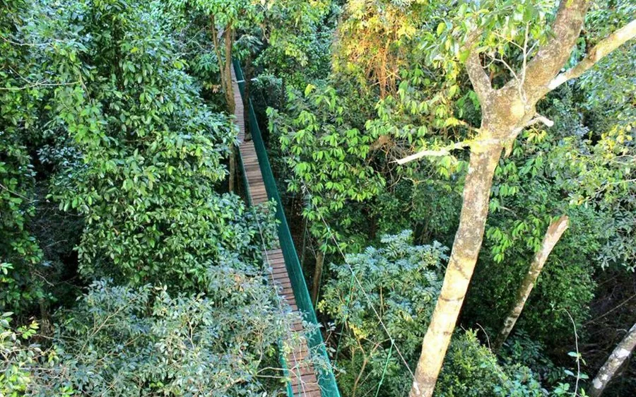 Canopy walk among treetops near Dandeli