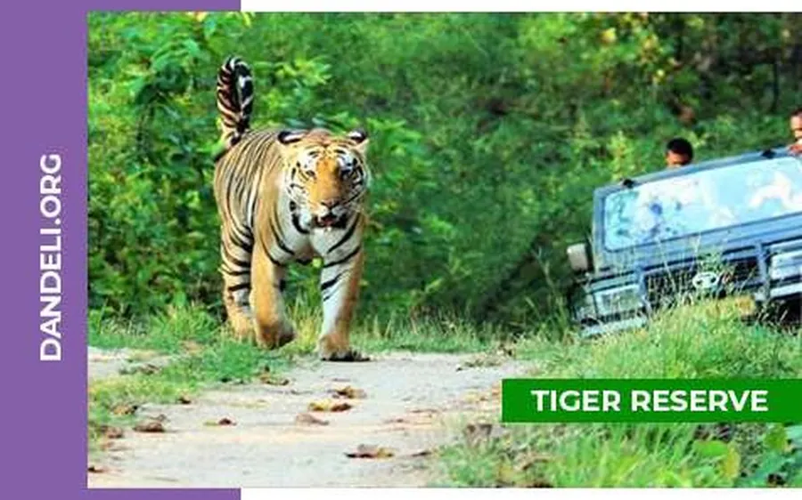 Jungle safari in Dandeli Wildlife Sanctuary