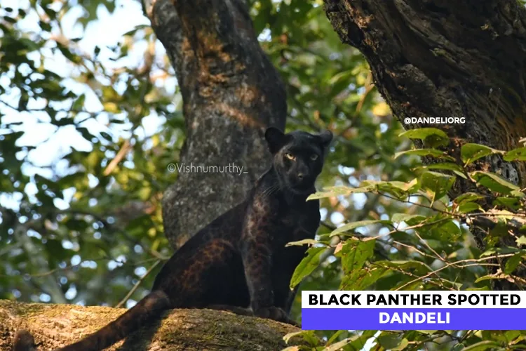 Black panther photographed in Dandeli forest