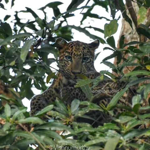 Spotted leopard partner sighted with the black panther in Dandeli