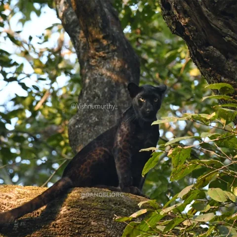 Black panther (melanistic leopard) in Dandeli forest