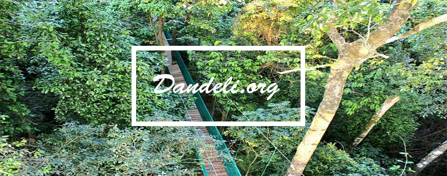Canopy walk through Western Ghats forest near Dandeli