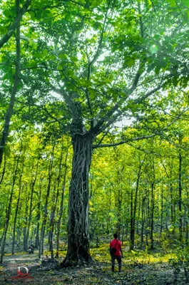 Forest path and canopy in Dandeli — DSNV Photography
