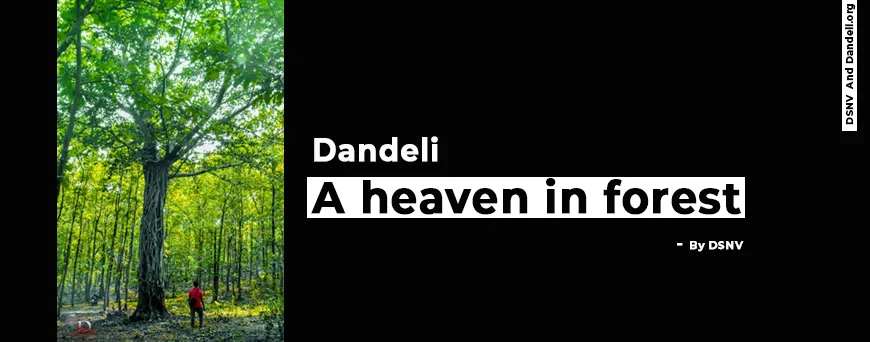 Lush Western Ghats forest around Dandeli