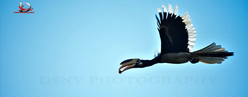 Hornbill nesting behaviour photographed near Dandeli — DSNV Photography