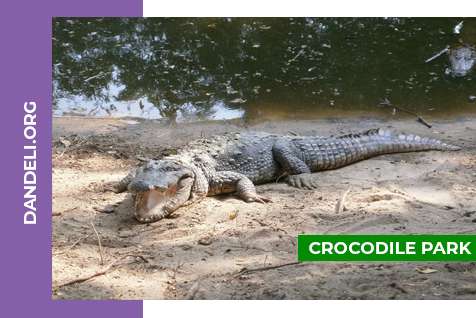 Crocodile Park
