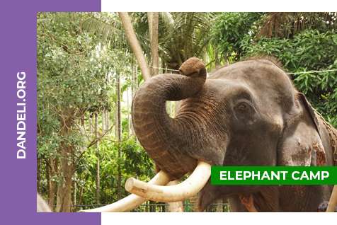 Pansoli Elephant Camp