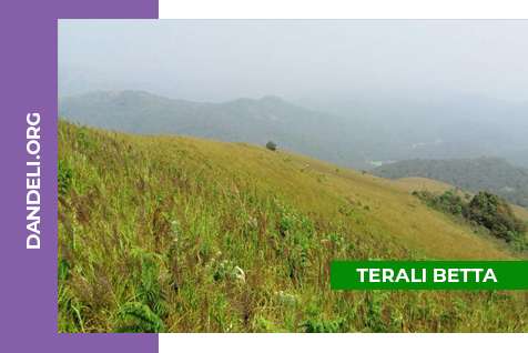Terali Betta