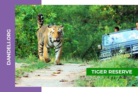 Tiger Reserve Jungle Safari