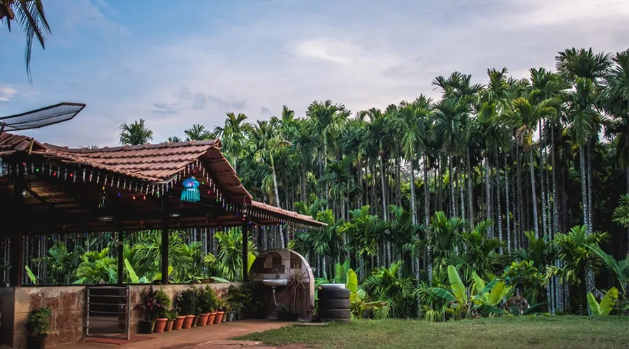 Dome tents under palm trees at night at Pepper Paradise Homestay Dandeli