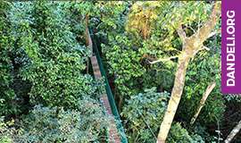 activities in dandeli