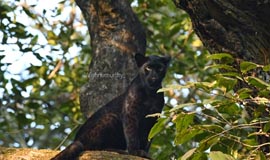 black panther spotted in dandeli