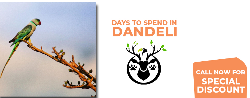 how many days I can spend in dandeli