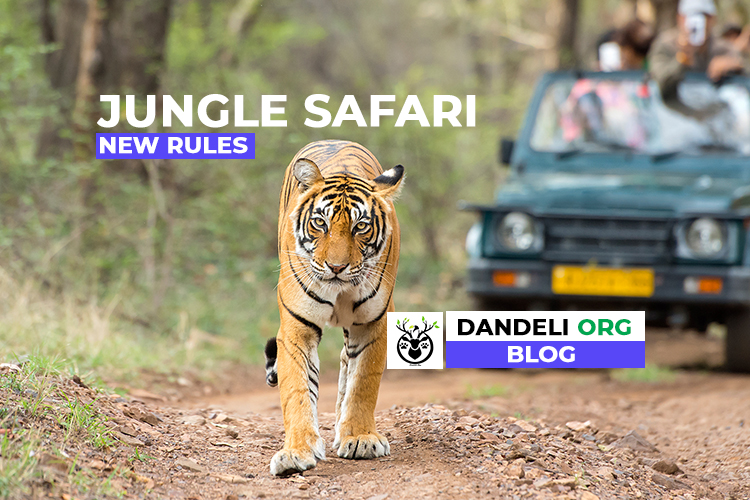 jungle safari new rules