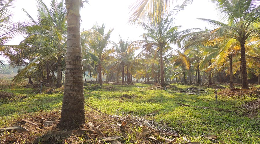 Oakward jungle homestay