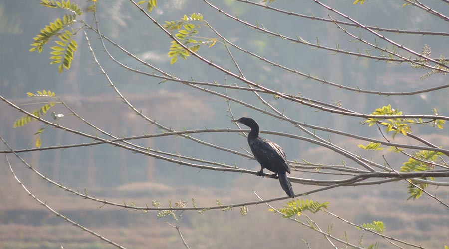 Oakward jungle homestay