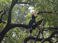 Horn Bill Festival dandeli