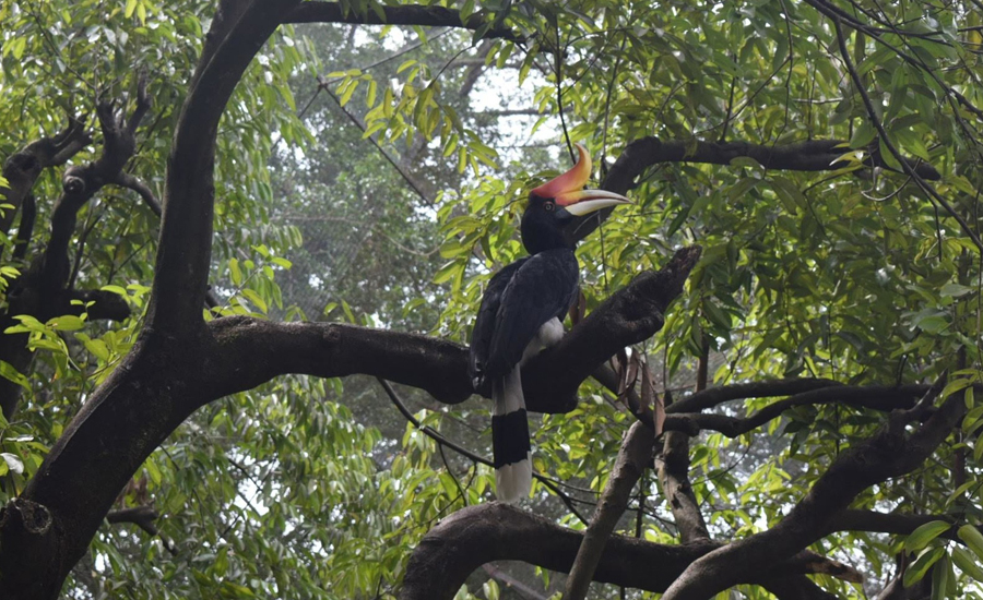 Hornbill Festival Dandeli 2024