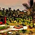 pune to dandeli package